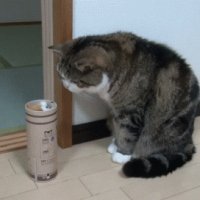 我靠吓死本猫了