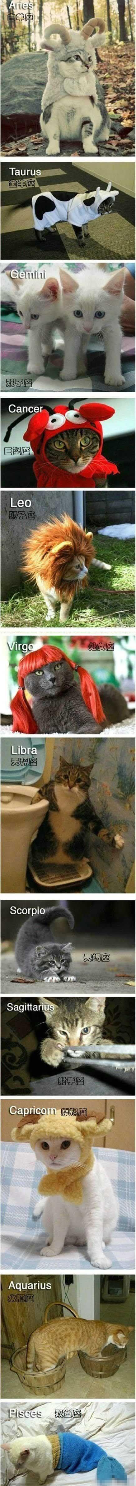 猫猫的星座