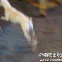 虎落平阳被犬欺