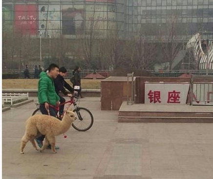 泉城广场有遛草泥马的。。。真特么高大上！