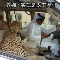 养猫实在是太主流了