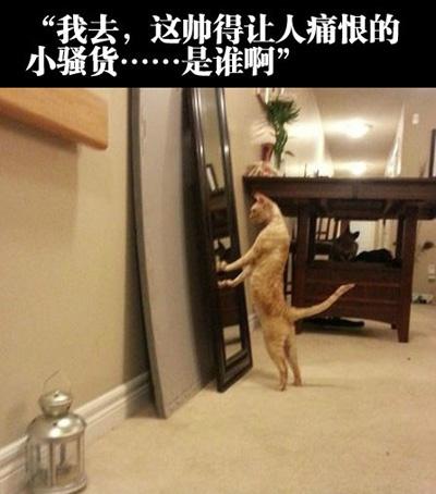 魔镜魔镜 告诉我谁是最帅的猫